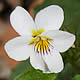 [photo of Canadian White Violet]
