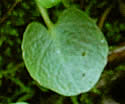 [photo of basal and lower leaves]