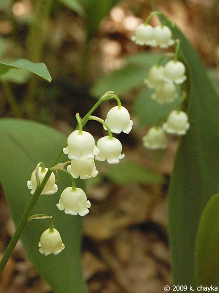 Convallaria majalis (European Lily-of-the-valley): Minnesota Wildflowers