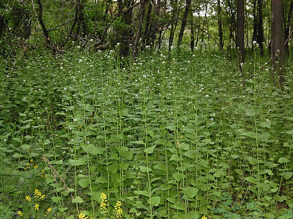 Alliaria petiolata (Garlic Mustard) Minnesota Wildflowers