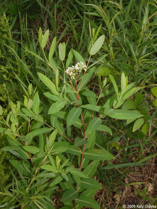 Apocynum cannabinum (Indian Hemp): Minnesota Wildflowers