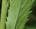 [photo of lower stem leaves]