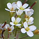 [photo of Mouse-ear Cress]