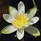 [photo of Small White Water-lily]