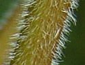 [photo of hairy stem]