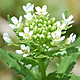 [photo of Field Pennycress]