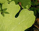 [photo of mature leaf]