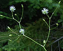 [photo of flower cluster branching]