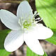 [photo of Wood Anemone]