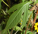 [photo of leaves]