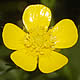 [photo of Tall Buttercup]