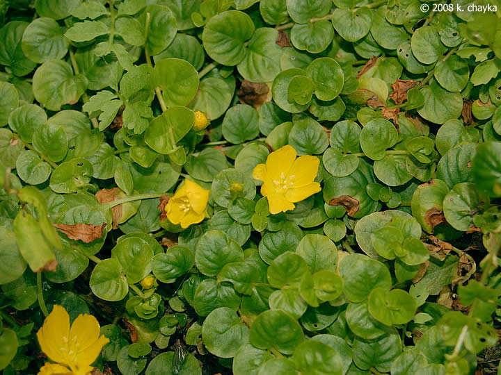 Lysimachia nummularia (Creeping Jenny) Minnesota Wildflowers