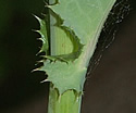 [photo of upper leaves]