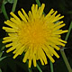 [photo of Field Sowthistle]
