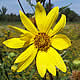 [photo of Giant Sunflower]