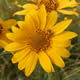 [photo of Nutttall's Sunflower]