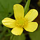 [photo of Hispid Buttercup]
