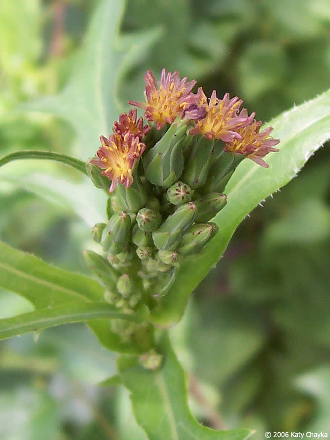 Lactuca canadensis (Wild Lettuce): Minnesota Wildflowers