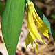 [photo of Large-flowered Bellwort]