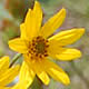 [photo of Few-leaf Sunflower]