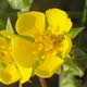 [photo of Woolly Cinquefoil]