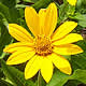 [photo of Smooth Oxeye]