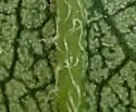 [close-up of leaf hairs]