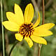 [photo of Stiff Sunflower]
