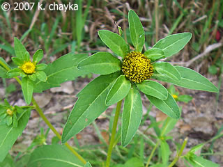Herba Organica Three-Lobe Beggarticks – Bidens Tripartita L – Dried Herb, Natural, Food Grade