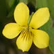 [photo of Downy Yellow Violet]