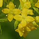 [photo of Yellow Bedstraw]