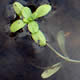 [photo of Vernal Water-starwort]