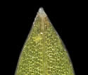 [photo of leaf tip and veins]