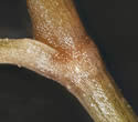 [photo of stipule and glandless leaf nodes]