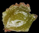 [photo of achenes]