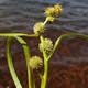 [photo of Narrow-leaf Bur-reed]