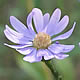 [photo of Azure Aster]