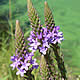 [photo of Blue Vervain]