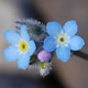 [photo of Field Forget-me-not]