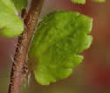 [photo of upper leaves]