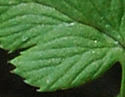 [photo of sterile leaves]