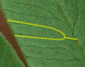 [photo of leaf underside]