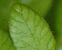 [photo of veins on a sterile leaf]