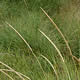 [photo of American Beach Grass]