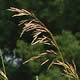 [photo of Smooth Brome]