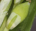 [close-up of maturing fruit]