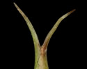 [photo of perigynia, scale and maturing achene]