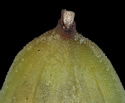 [photo of perigynia, scale and achene]