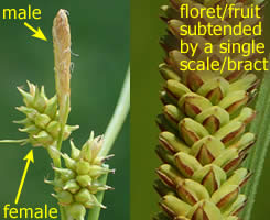 illustration of some Carex characteristics