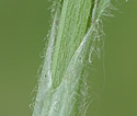 [photo of sheath, ligule, hairy leaf and stem]